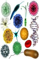 Mikrobiologie Plakat