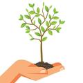 Reforestation