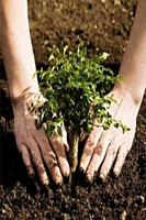 Reforestation 포스터