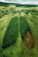 Reforestation 스크린샷 1
