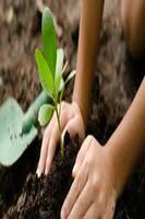 Reforestation 스크린샷 2