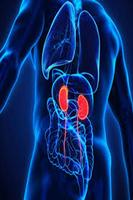 Nephrology ภาพหน้าจอ 1