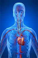Physiology poster