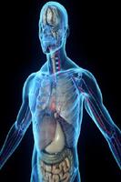 Physiology screenshot 1