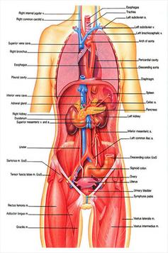 Essential Anatomy Apk App Free Download For Android