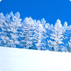 Winter Snow Live Wallpapers icône