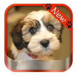 Best puppy & dog wallpaper