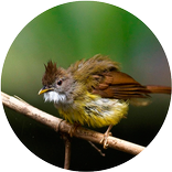 Master Kicau Cucak Jenggot