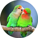 Master Kicau Lovebird APK