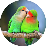 Master Kicau Lovebird