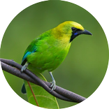 Master Kicau Cucak Ijo