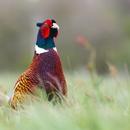 Pheasant Sounds 2 APK