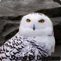 Owl Sounds