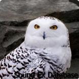 Owl Sounds