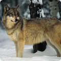 Wolf Sounds