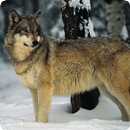 Wolf Sounds APK