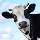 Cow Sounds APK