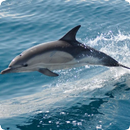 Dolphin Suara APK