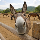 Donkey Sounds APK