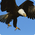 Eagle Sounds