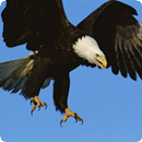 Eagle Sounds APK