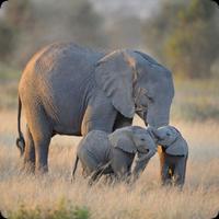 Elephant Sounds capture d'écran 1