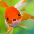 Fish Sounds