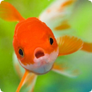 Suara ikan APK