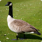 Goose Sounds icon