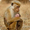 Monkey Sounds APK