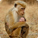 Monkey Sounds APK