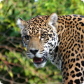 Jaguar Sounds