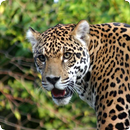Jaguar Suara APK