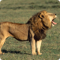 Lion Sounds