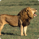 Lion Sounds APK