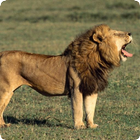 Lion Sounds icon