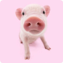 Pig Sounds APK