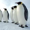 Penguin Sounds
