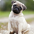 Pug Sounds