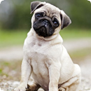 Pug Sounds APK