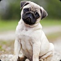 Pug Sounds Affiche