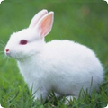 Rabbit Sounds