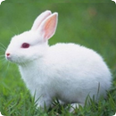 Rabbit Sounds APK