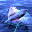 Shark Sounds APK