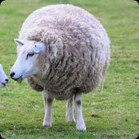 Sheep Sounds gönderen