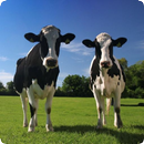 Cow Sounds APK