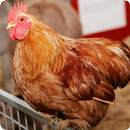 Chicken Sounds APK