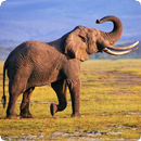 Elephant Sounds-APK