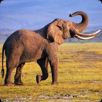 Elephant Sounds اسکرین شاٹ 2