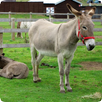 Donkey Sounds APK